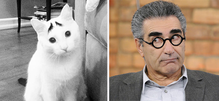 Sam the cat reminds me of Eugene Levy.