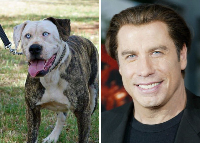 This dog looks like John Travolta.