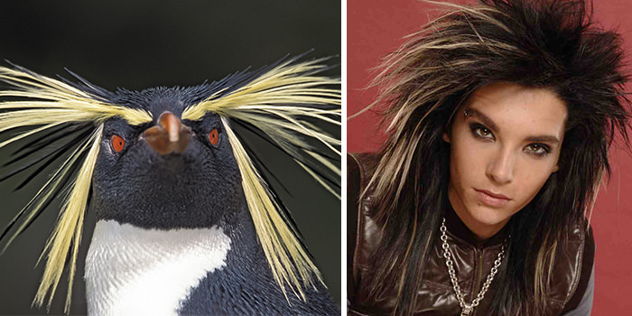 The Southern rockhopper penguin resembles Bill Kaulitz.
