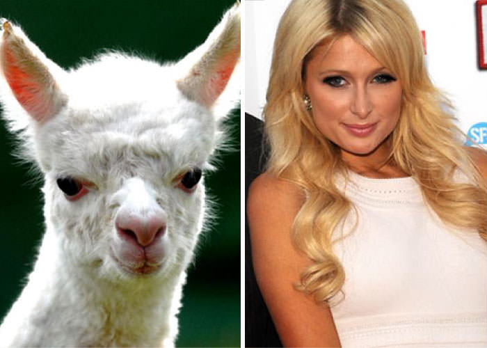 The alpaca looks like Paris Hilton.