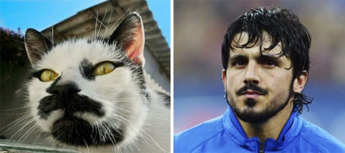 The cat resembles Gennaro Gattuso.