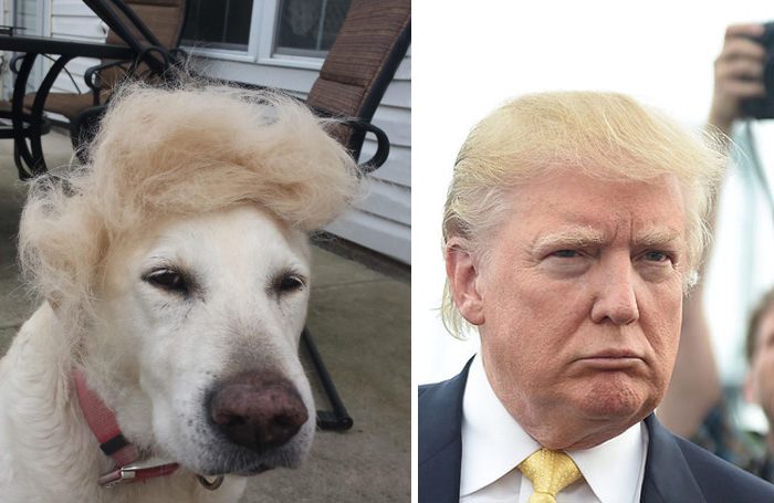 This dog looks like Donald Trump.