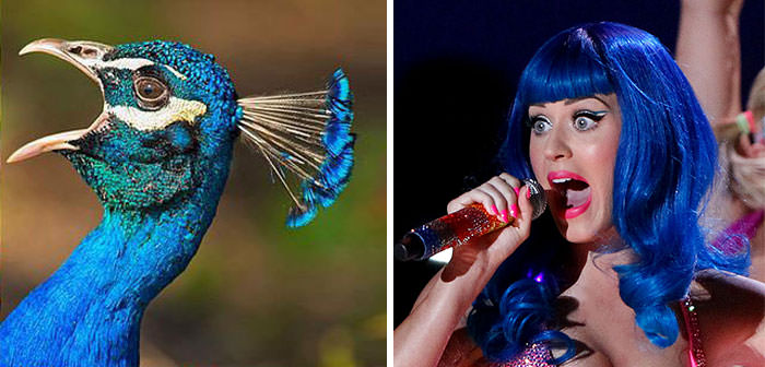 The peacock resembles Katy Perry.