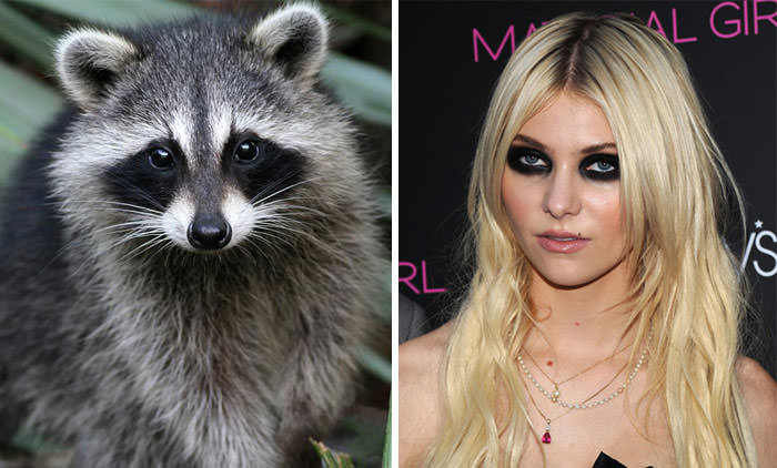 The raccoon looks like Taylor Momsen.