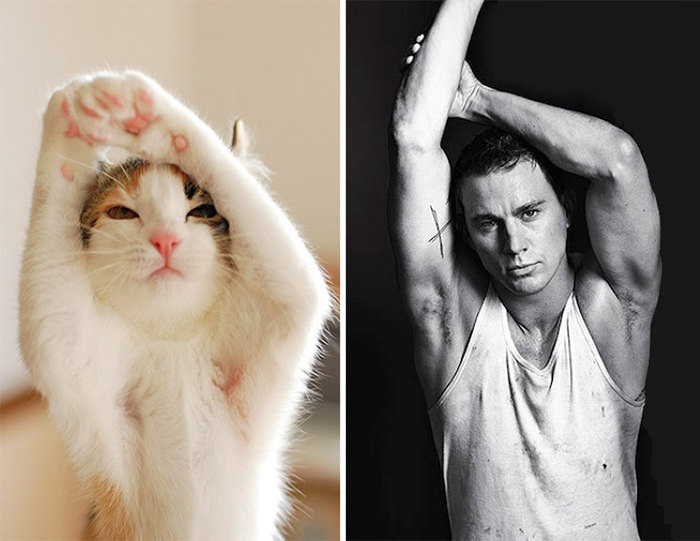 The cat bears a resemblance to Channing Tatum.