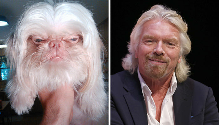 This dog has a resemblance to Richard Branson.