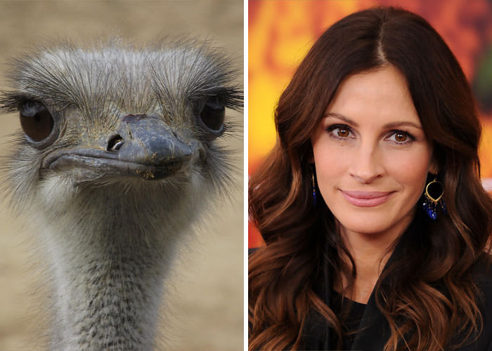 The ostrich looks like Julia Roberts.