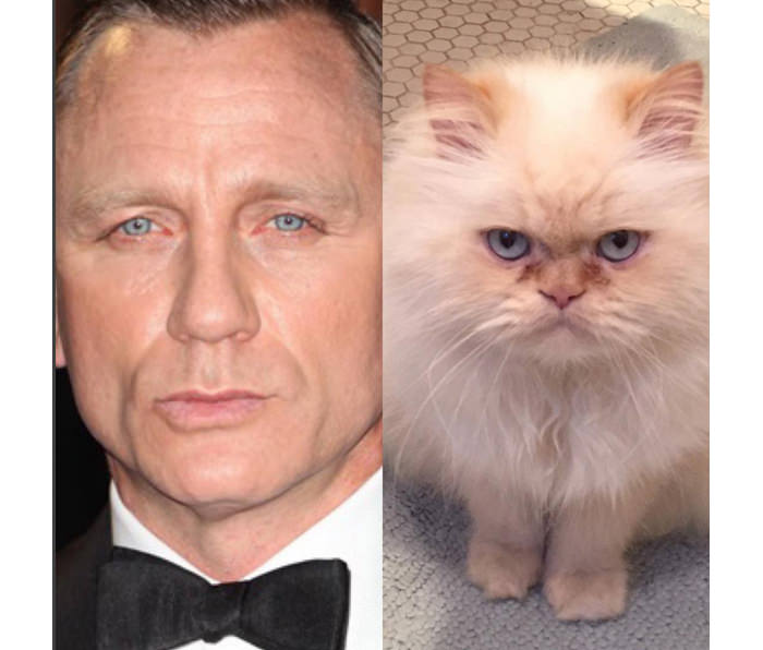 This cat looks like Craig. Daniel Craig.