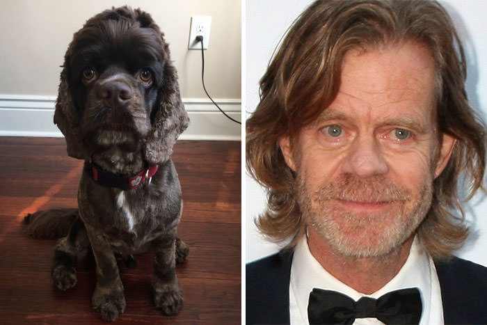 This dog reminds me of William H. Macy.