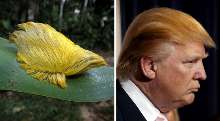 This caterpillar resembles Donald Trump's hair.