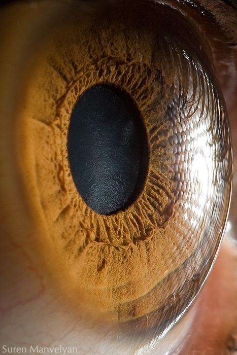 Extraordinary Close-Up Photos of Human Eyes That Capture the Beauty in Details