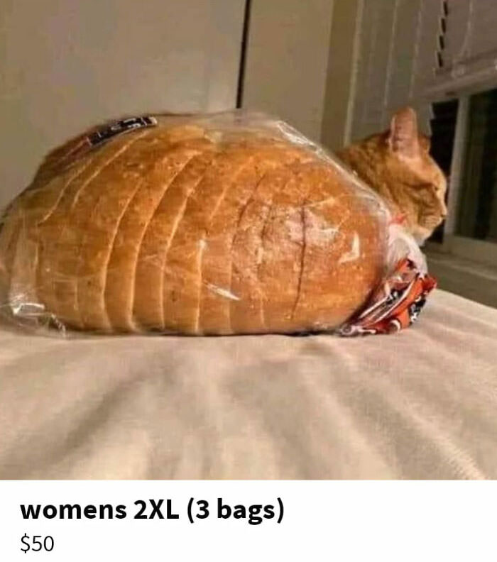 I have so many questions.... Is the cat part of the deal? What is a women's bread size? Are you selling cats loaves?