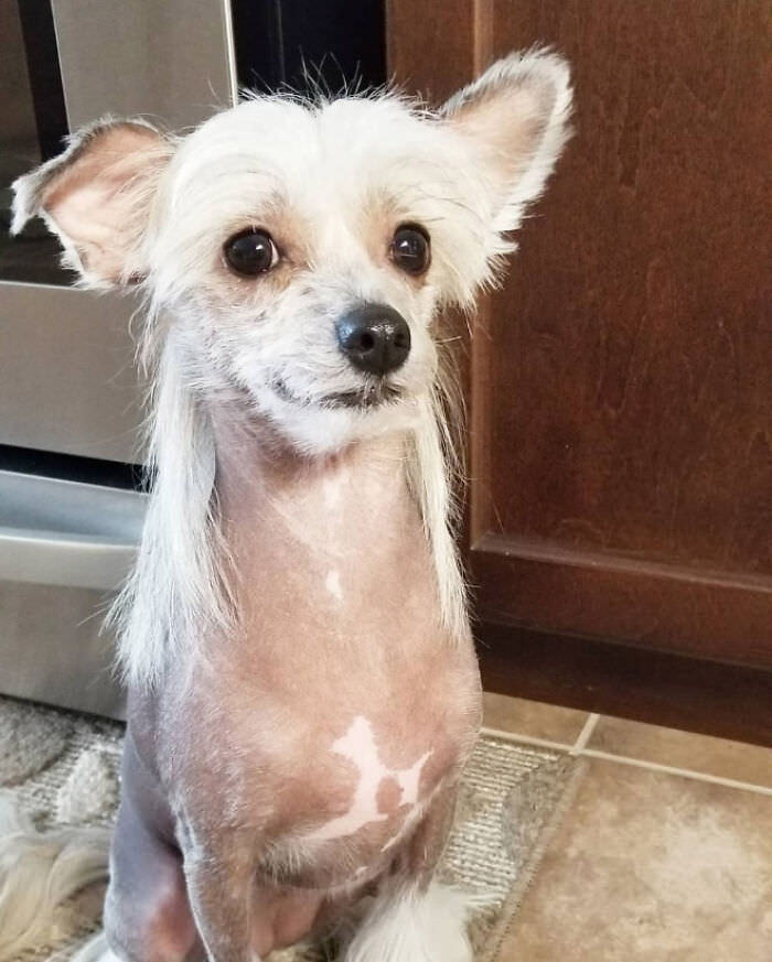 Stunning Dogs with Mullets that Took Canine Fashion to the Next Level