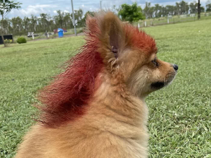 Stunning Dogs with Mullets that Took Canine Fashion to the Next Level