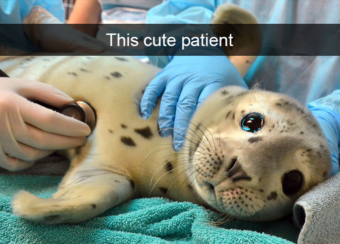 100 Funniest Animal Snapchats that will Turn Your Whiskers Upside Down!