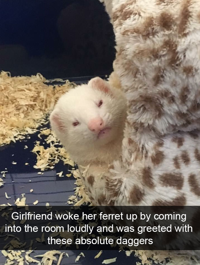 100 Funniest Animal Snapchats that will Turn Your Whiskers Upside Down!