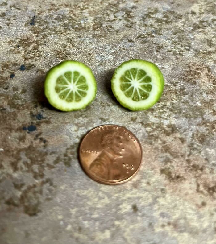 My lime tree's first lime.