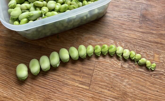 This season, I learned that the biggest secret to yuge-sized broad (aka fava) beans is… *gasp* Leave the damn plant alone to grow to full size.