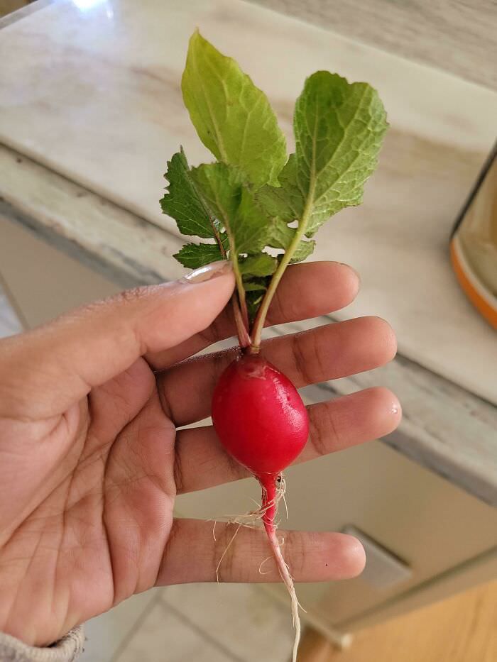 The only radish I've ever been able to actually grow.