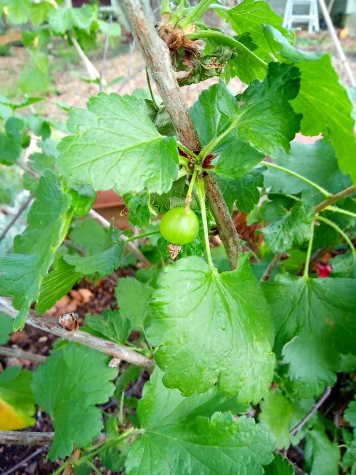Looks like I'll be getting a currant this year.