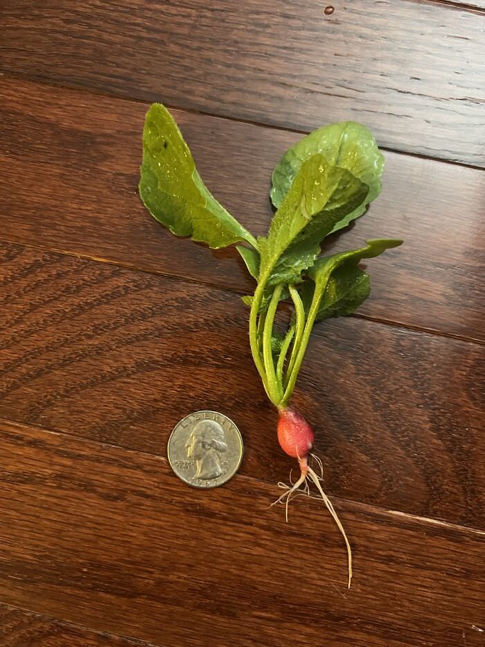 My first radish harvest of the year!!