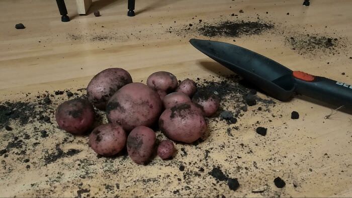 Moved from a village to the capital and I couldn't help myself... So I planted some potatoes in my window box. Here's my "harvest"! :D