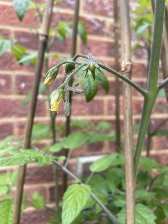 My first-ever tomato!!