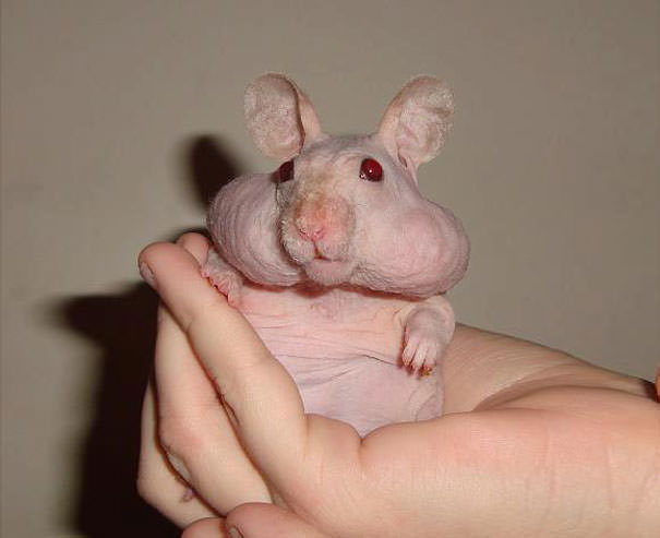 Hairless Hamster
