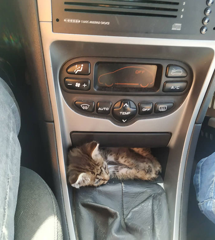 3-week-old kitty loves to drive with me