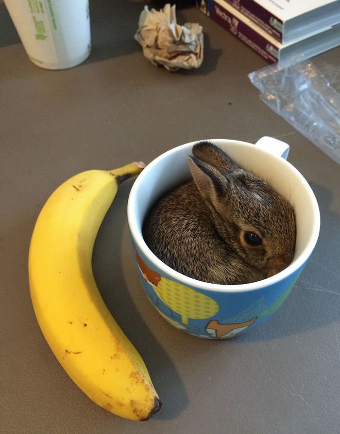 Banana. Bunny in a cup for scale. That is all