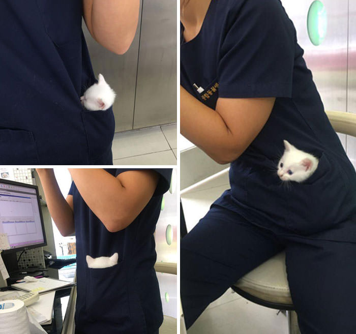 When you walk into an animal hospital and witness a pocket kitty