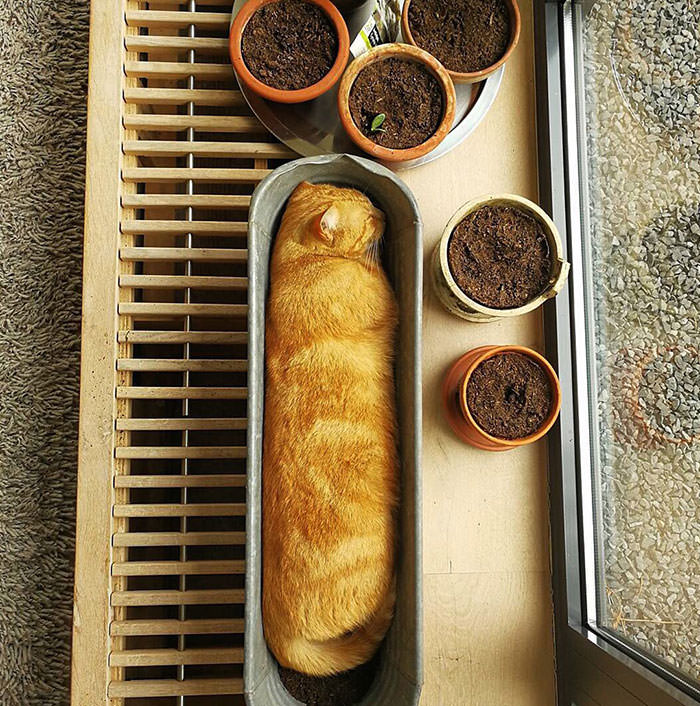 Cat baguette