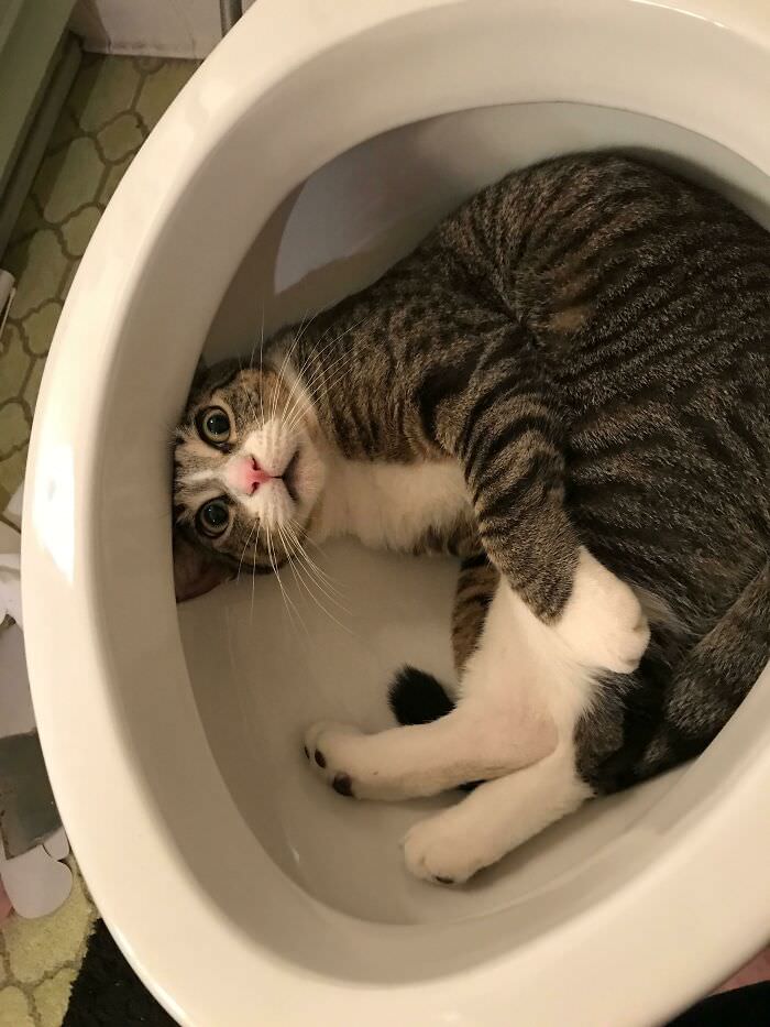 Dad started putting in a new toilet. Walked away for a few minutes and came back to this