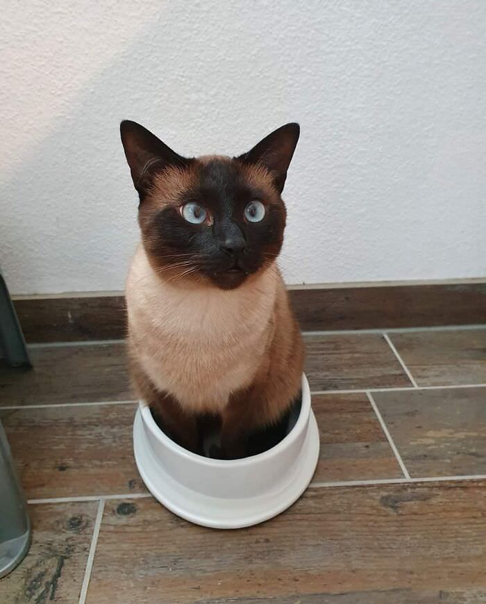 Got him a new water bowl. I think he misunderstood what it is. And yes, he sits in the water