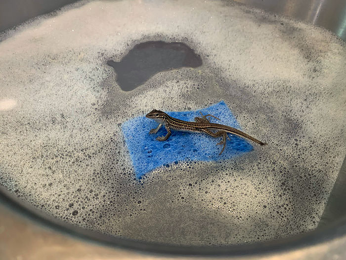 I came into my kitchen to find a lizard using a sponge as a raft in the sink