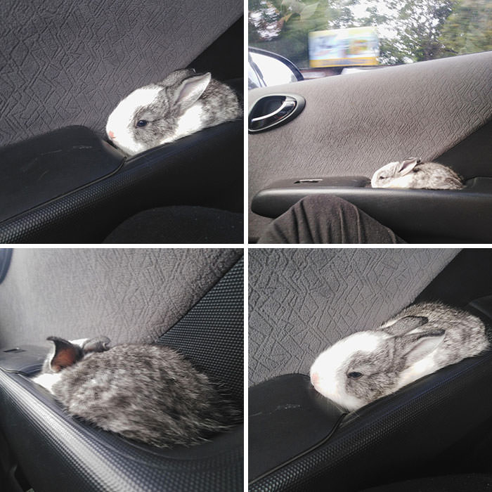 Dedicated spot when going for a car ride!