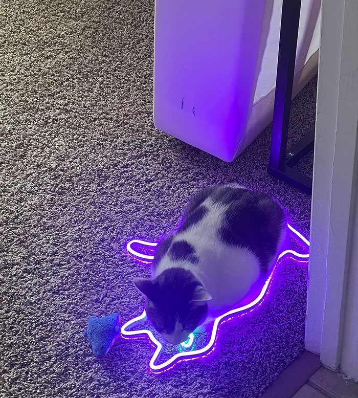 Found my cat laying in my cat-shaped light that fell