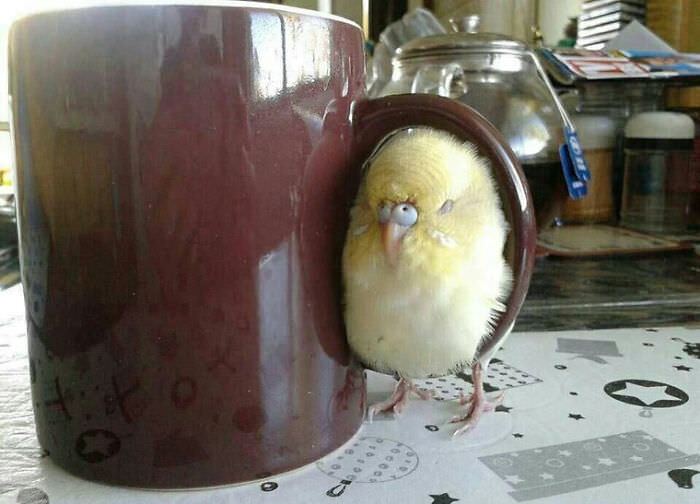The real purpose of coffee cup handles: birb warmer