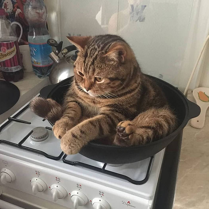 Derpy cat on a pan