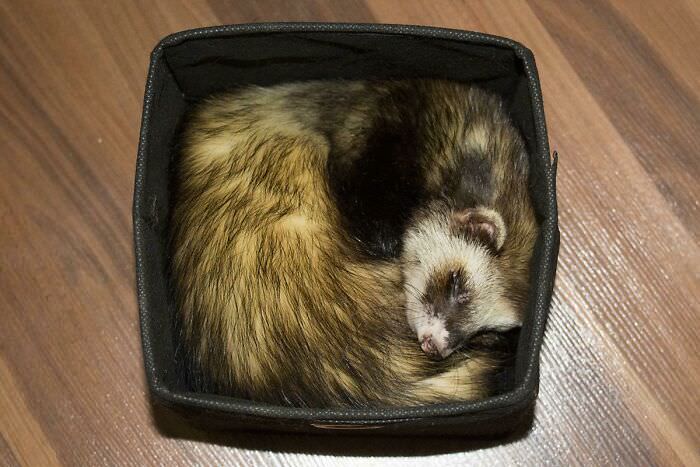 I saw your perfectly round cats and dogs. I raise with a square ferret