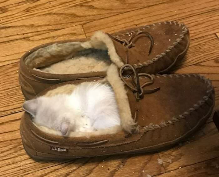 Someone fell asleep in a slipper