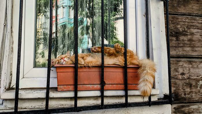 A cat plant I came across in Istanbul