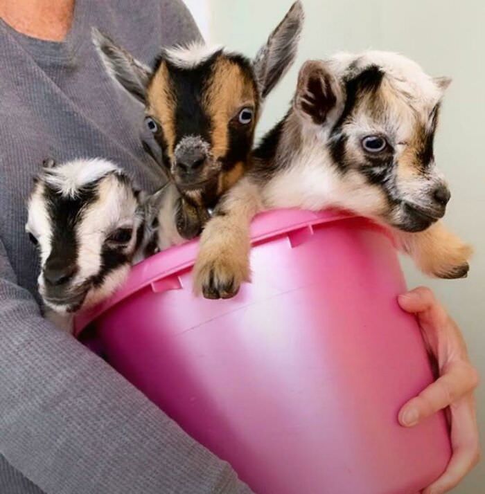 Goats in a bucket