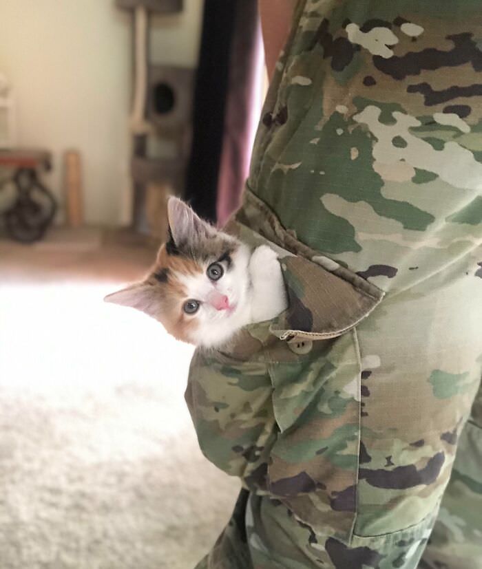 Shoulder cats are cool and all, but what about pocket cats?