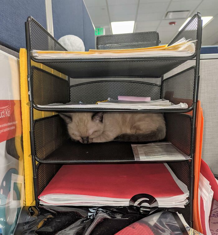 It is 'bring your cat to work' day, and our coworker's cat fell asleep in the file tray
