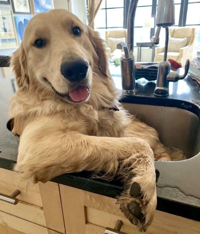 This big dog in a sink