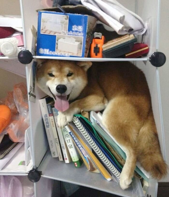 Dat Shiba smile. And he reads
