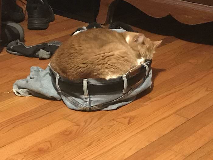 The family cat likes to sleep in my pants