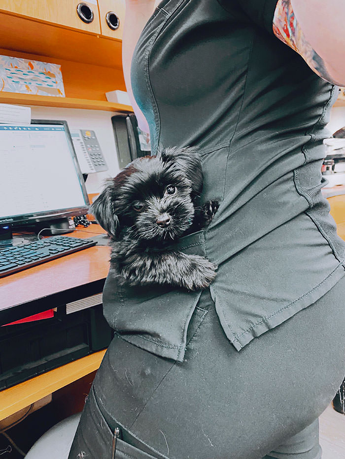 If there's a puppy small enough to fit in your pocket, you have to put him in your pocket. I don't make the rules
