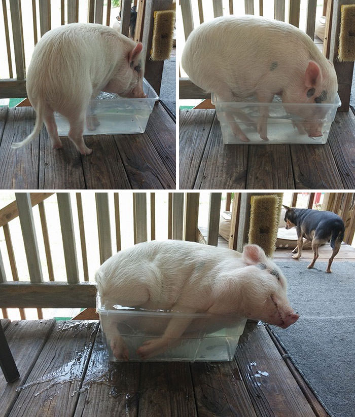 If it fits, I sits, pig edition